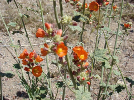 Red / Safron flowers found near
                  Sedona