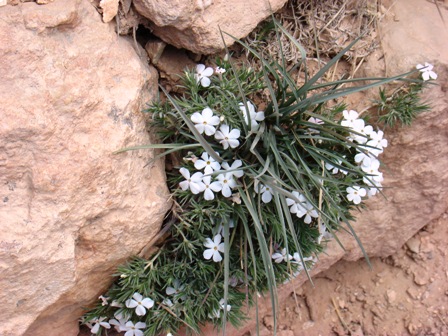 White Flowers