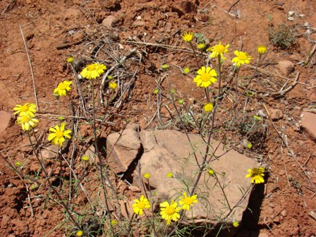 Yellow flowers indicating the
                  presence of Guru